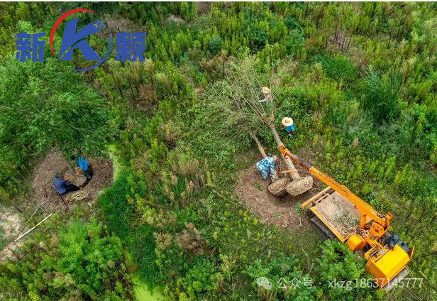 The rebirth of wood after returning to cultivation: the rise of combustion particles